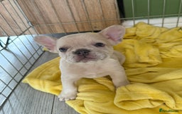 French Bulldog dogs for sale: French bulldog puppies - Image 4