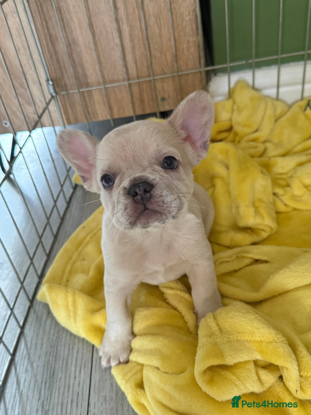 French Bulldog dogs for sale: French bulldog puppies - Image 4