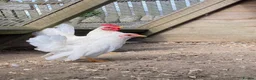 Chickens poultry for sale: High Quality Serama Bantam - Advert 5