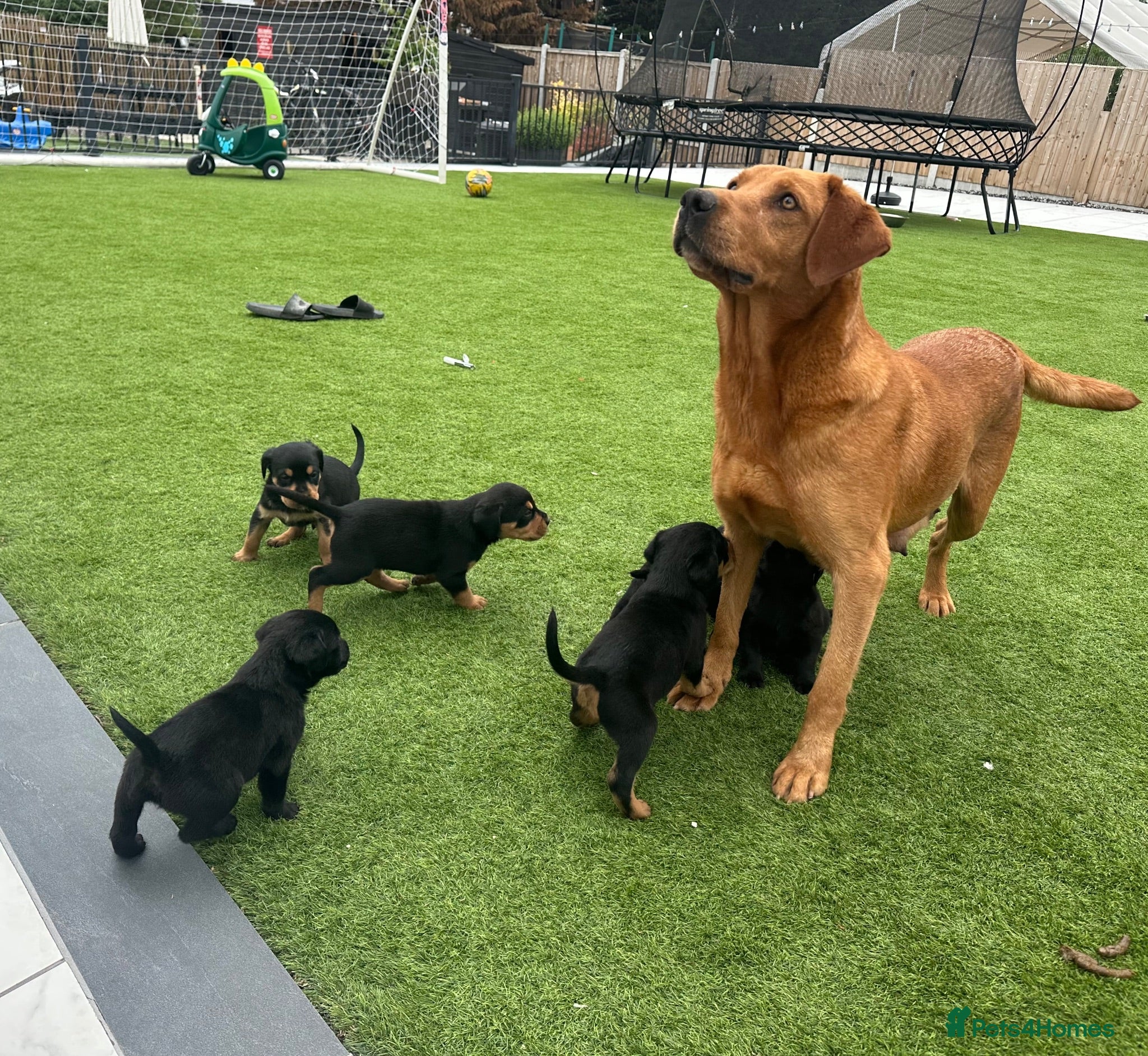 Mixed Breed dogs Rottweiler 👑x Labrador rottador kc parents  👑 - Advert 2