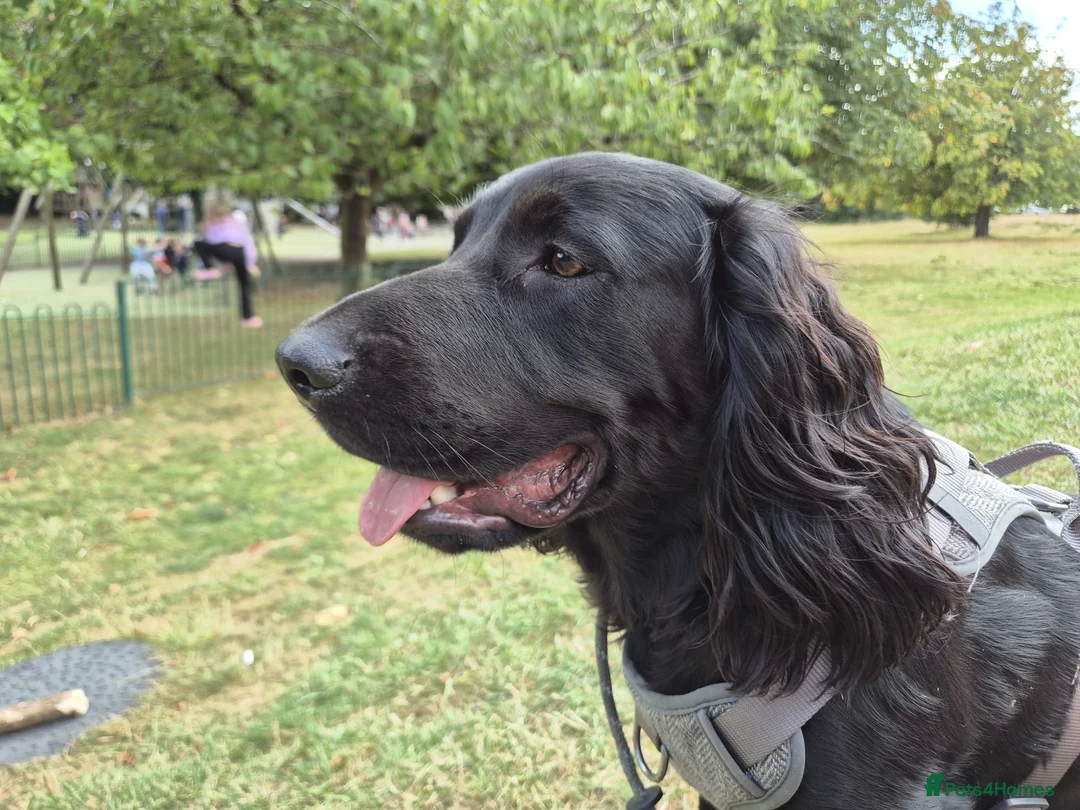 Sprocker dogs for sale: Male sprocker for sale - Advert 2