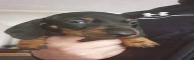 Miniature Dachshund 3