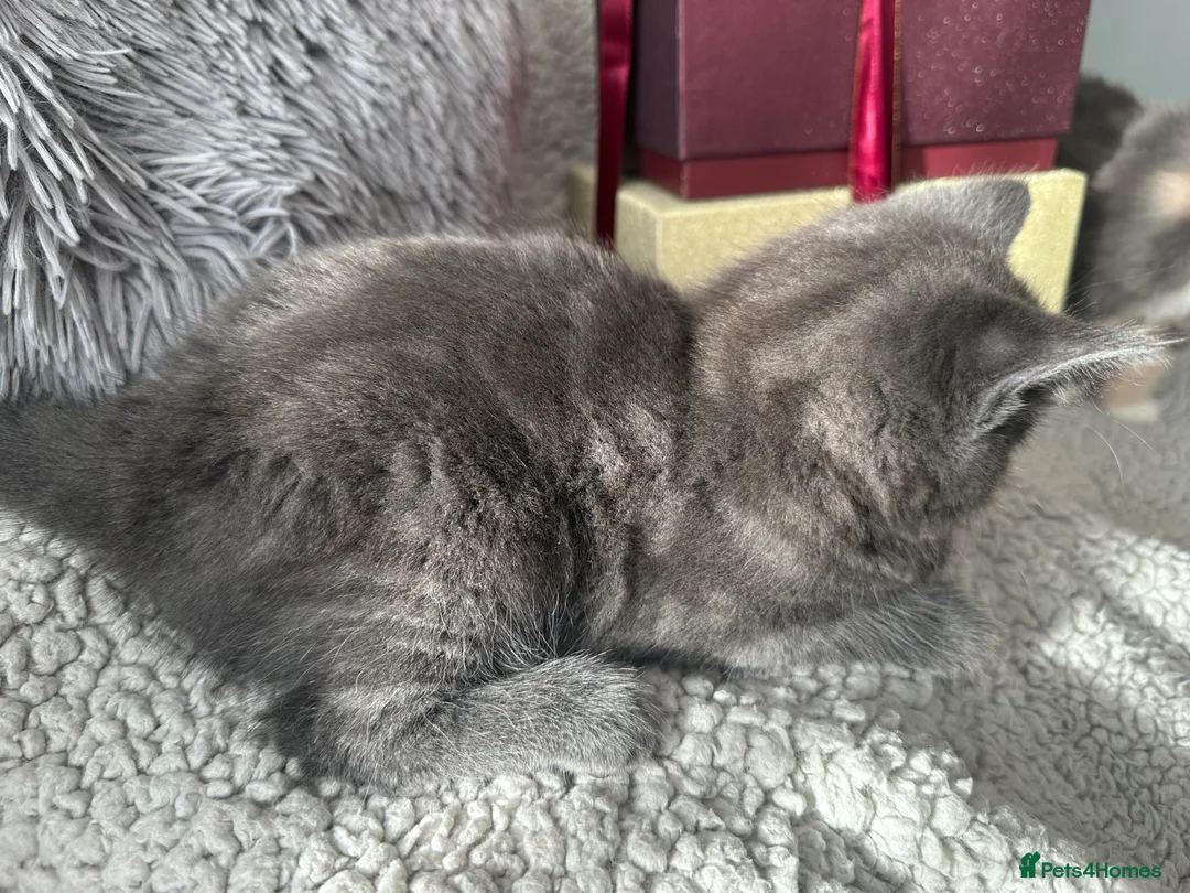 Mixed Breed cats for sale: Long Haired British Blue/Norwegian Forest kittens  - Advert 9