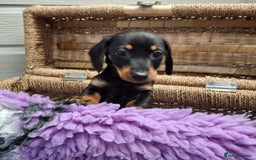 Dachshund dogs for sale: Minature Dachshund puppy,s - Image 4