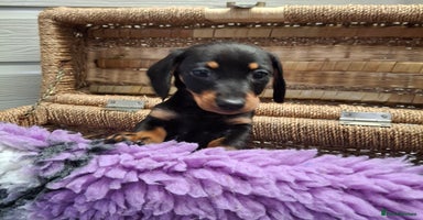 Dachshund dogs - Advert 5