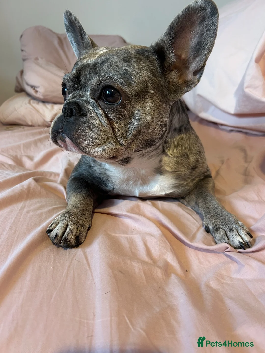 French Bulldog dogs for sale: Tri Merle French Bulldog in Wallasey - Advert 2