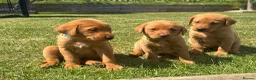 Labrador Retriever dogs for sale: EXCEPTIONAL LABRADOR PUPPIES FROM FTC LINE - Advert 5