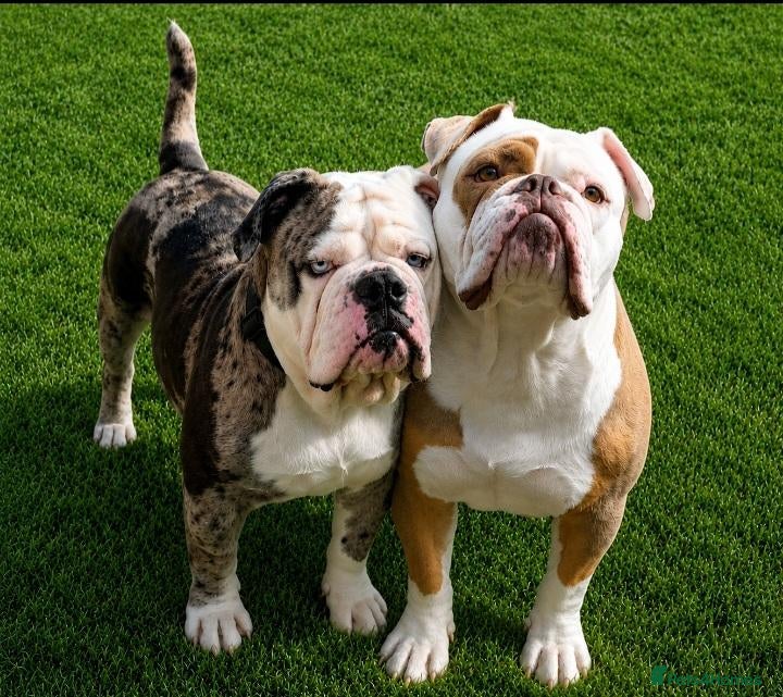 Dorset Olde Tyme Bulldogge dogs Oldeenglish puppies 🐶 - Advert 15