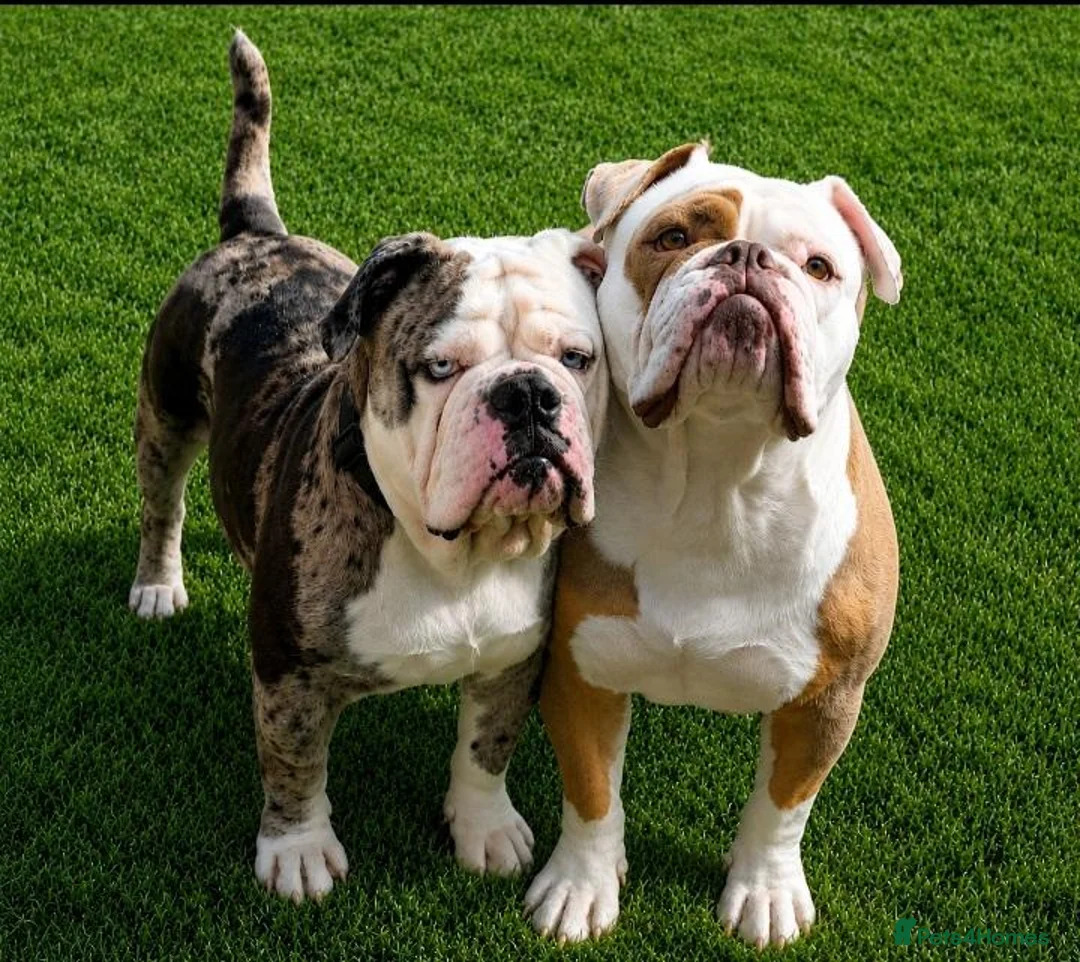Dorset Olde Tyme Bulldogge dogs for sale: Oldeenglish puppies 🐶 - Advert 1