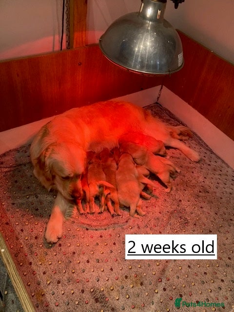 Golden Retriever dogs Beautiful retriever puppies, KC Reg/Health tested - Advert 18