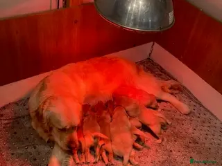 Golden Retriever dogs Beautiful retriever puppies, KC Reg/Health tested - Advert 8