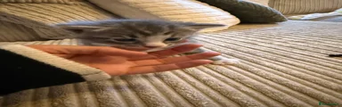 Mixed Breed Kitten 5
