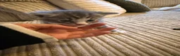 Mixed Breed cats for sale: Five mixed breed - Advert 3