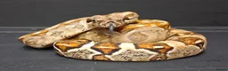 Boa Snake reptiles for sale: Boa constrictors Het IMG -VPI - AneryT1- RDR - Advert 1