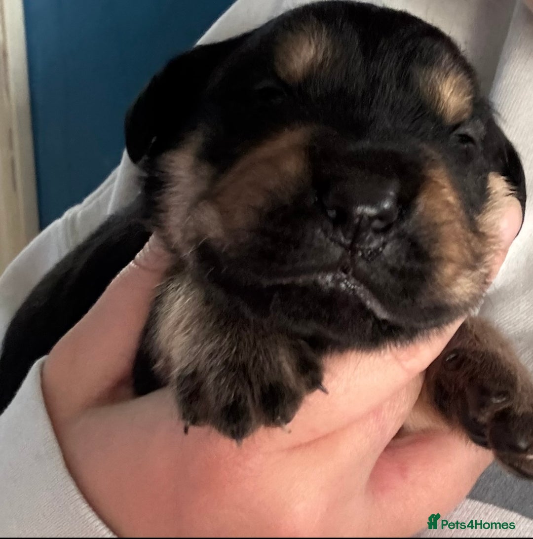 Goldador dogs for sale: Stunning Black Lab/Golden Retriever Puppies - Advert 12