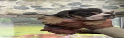 English Bulldog dogs for sale: English Bulldog  - Advert 4