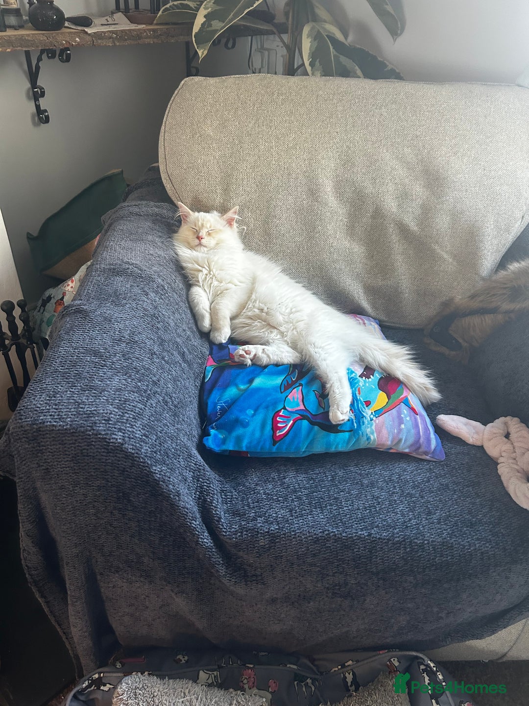 Ragdoll cats for sale: Beautiful Ragdoll Kittens  - Image 4