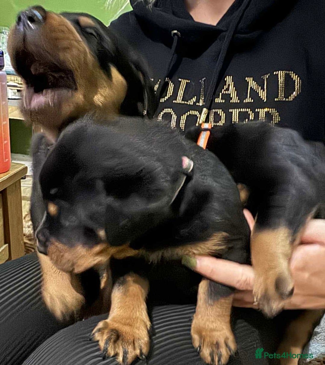 Rottweiler dogs for sale: Beautiful Rottweiler puppies  - Image 6