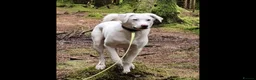 Mixed Breed dogs for adoption: LOYAL DOUGIE - YOUR REWARDING BEST FRIEND - Advert 2