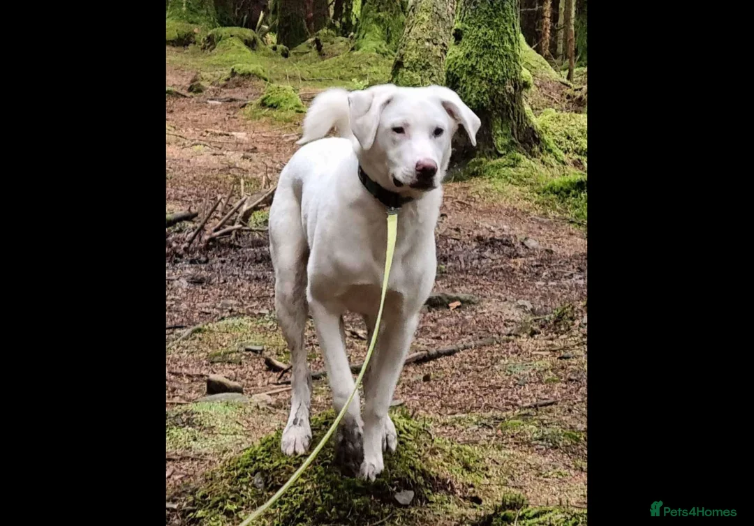 Mixed Breed dogs for adoption: LOYAL DOUGIE - YOUR REWARDING BEST FRIEND - Advert 2
