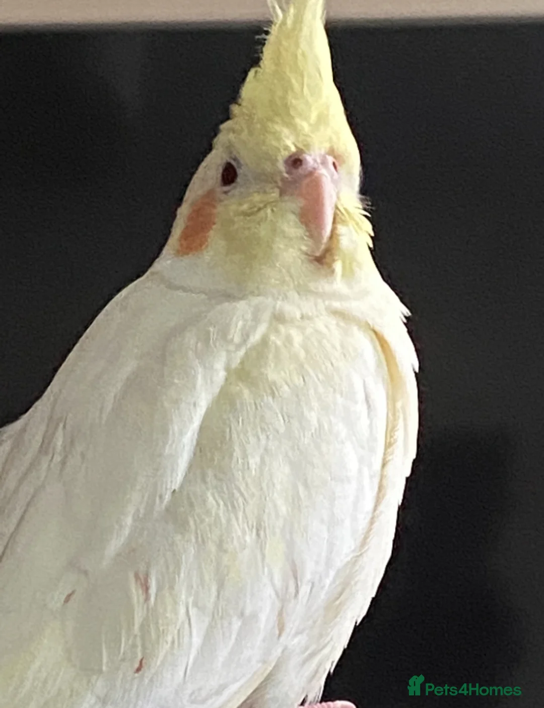 Cockatiels birds for sale: Latino cockatiel and grey Pearl cockatiel - Advert 2