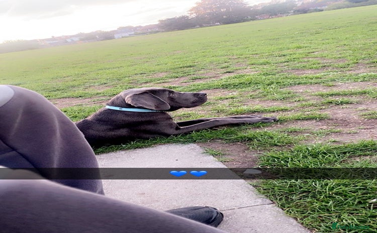 Cane Corso dogs - Advert 1