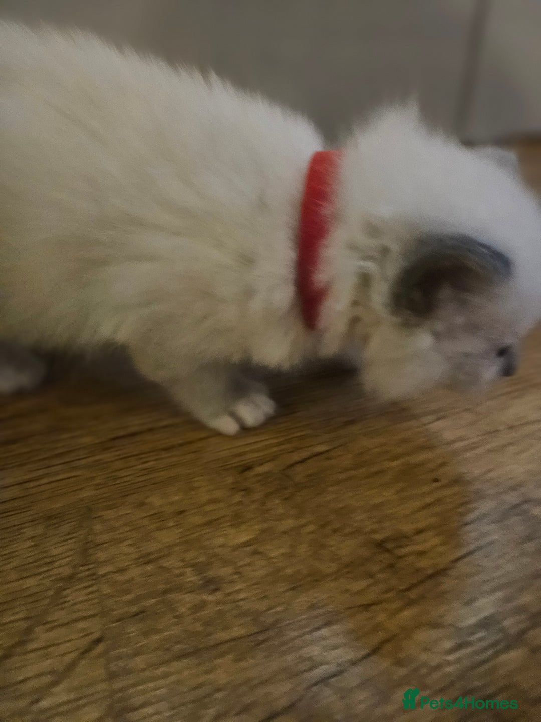 Ragdoll cats for sale: Baby girl and boy ragdoll kittens - Advert 12
