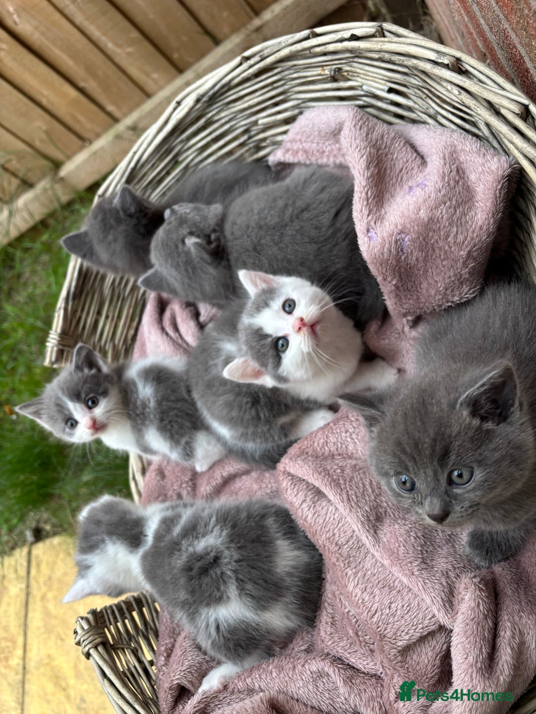 British Shorthair cats for sale: British shorthair kittens  - Image 4