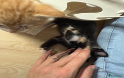Domestic Shorthair cats for sale: Mixed kittens - Image 3