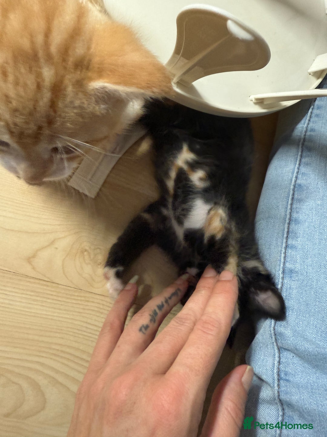 Domestic Shorthair cats for sale: Mixed kittens - Image 3