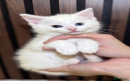 British Shorthair cats for sale: 🎃The Jack Frost Litter–Frost & Pumpkin Whiskers❄️ - Image 24