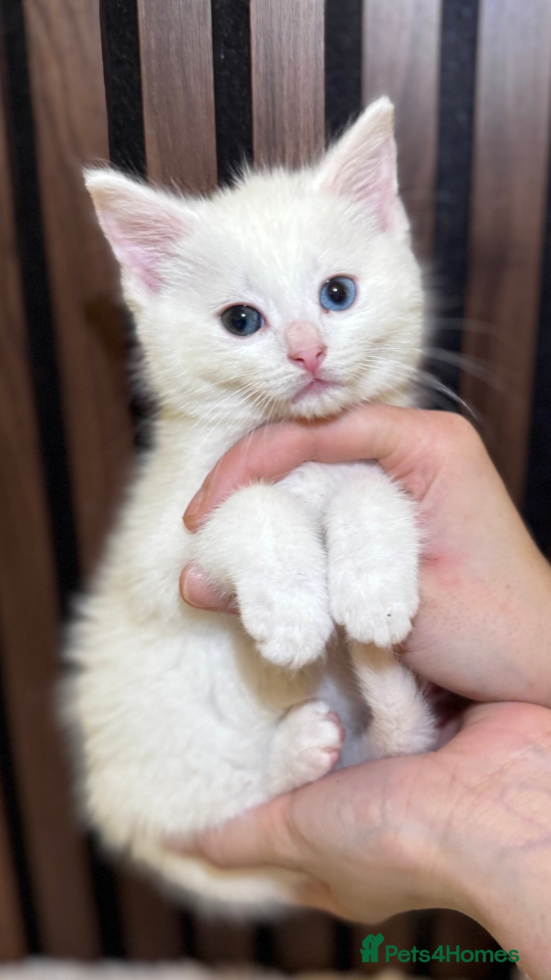 British Shorthair cats for sale: 🎃The Jack Frost Litter–Frost & Pumpkin Whiskers❄️ - Image 24