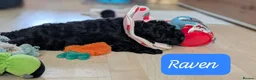 Cavapoochon dogs for sale: Cavapoochons - Advert 17