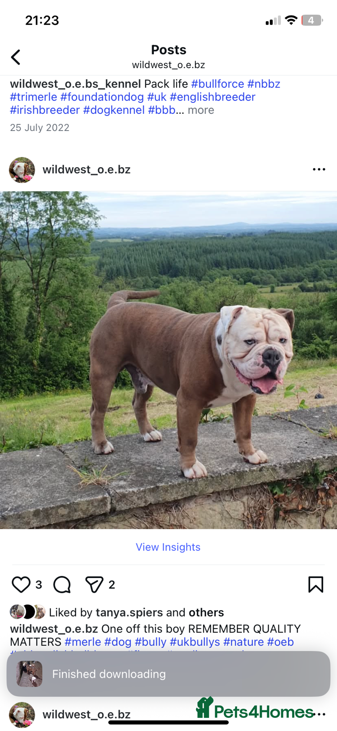 Olde English Bulldogge dogs for sale: 3 male puppy Olde English Bulldogges left - Advert 9
