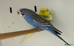 Budgerigars birds for sale: Beautiful baby budgies  - Image 10
