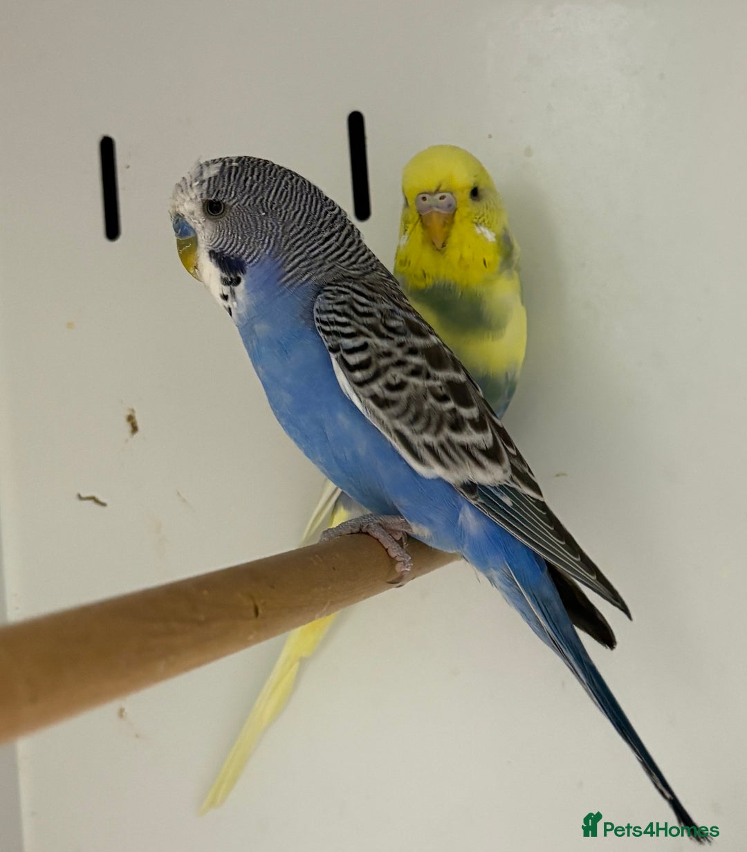 Budgerigars birds for sale: Beautiful baby budgies  - Image 10