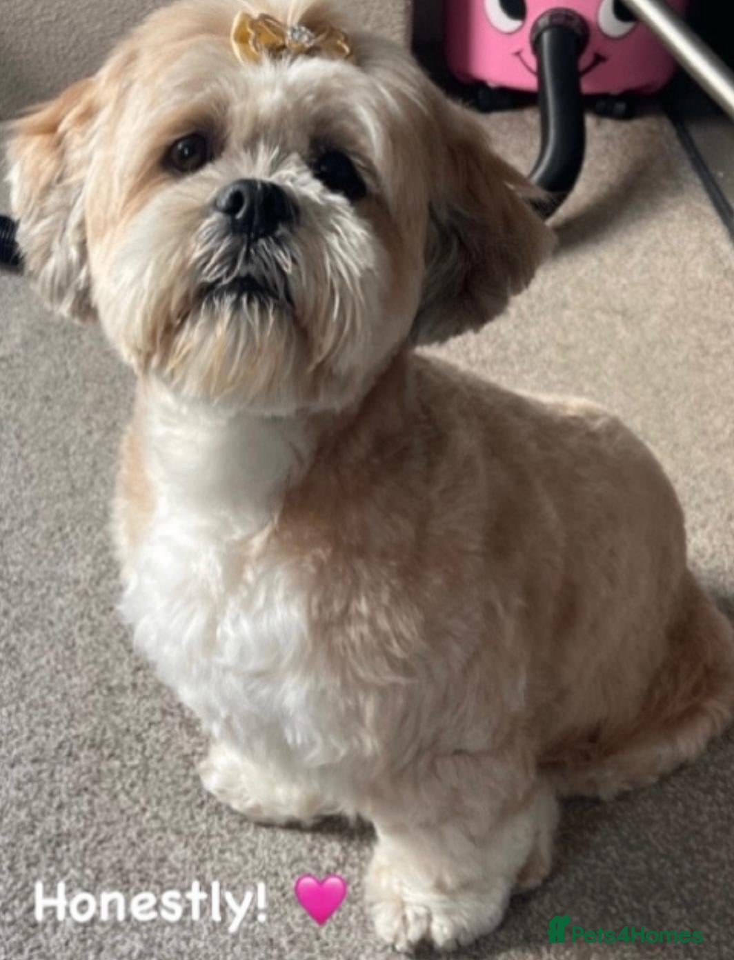Lhasa Apso dogs Stormy  - Advert 4