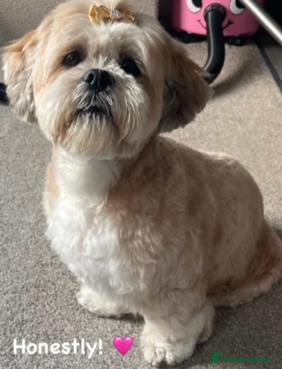 Lhasa Apso dogs for sale: Stormy  in London - Advert 1