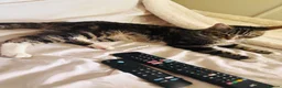Mixed Breed cats for sale: Beautiful kittens  - Advert 9