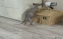 Sphynx cats for sale: Bambino blue girl  - Image 12