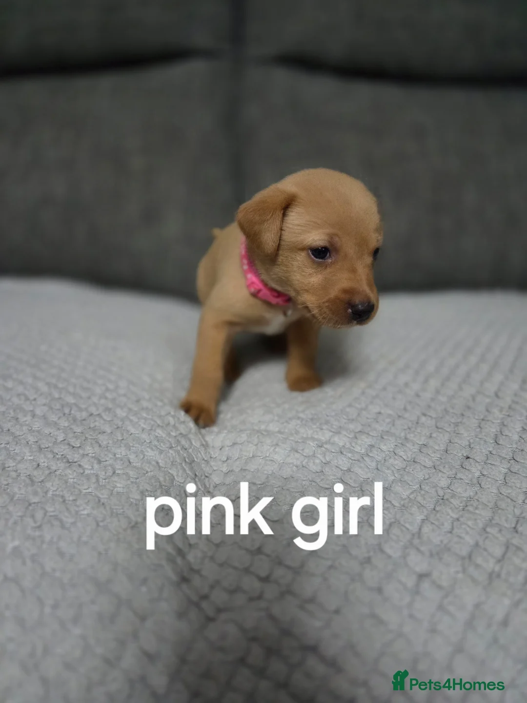 Labrador Retriever dogs for sale: Red fox labradors - Advert 4