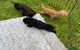 Cocker Spaniel dogs for sale: Working cocker spaniels - Image 3