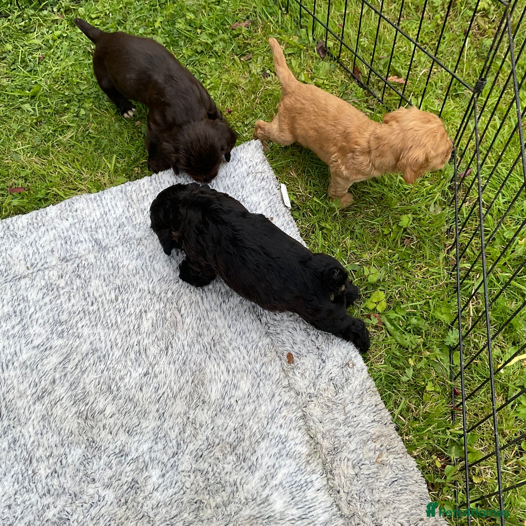 Cocker Spaniel dogs for sale: Working cocker spaniels - Image 3