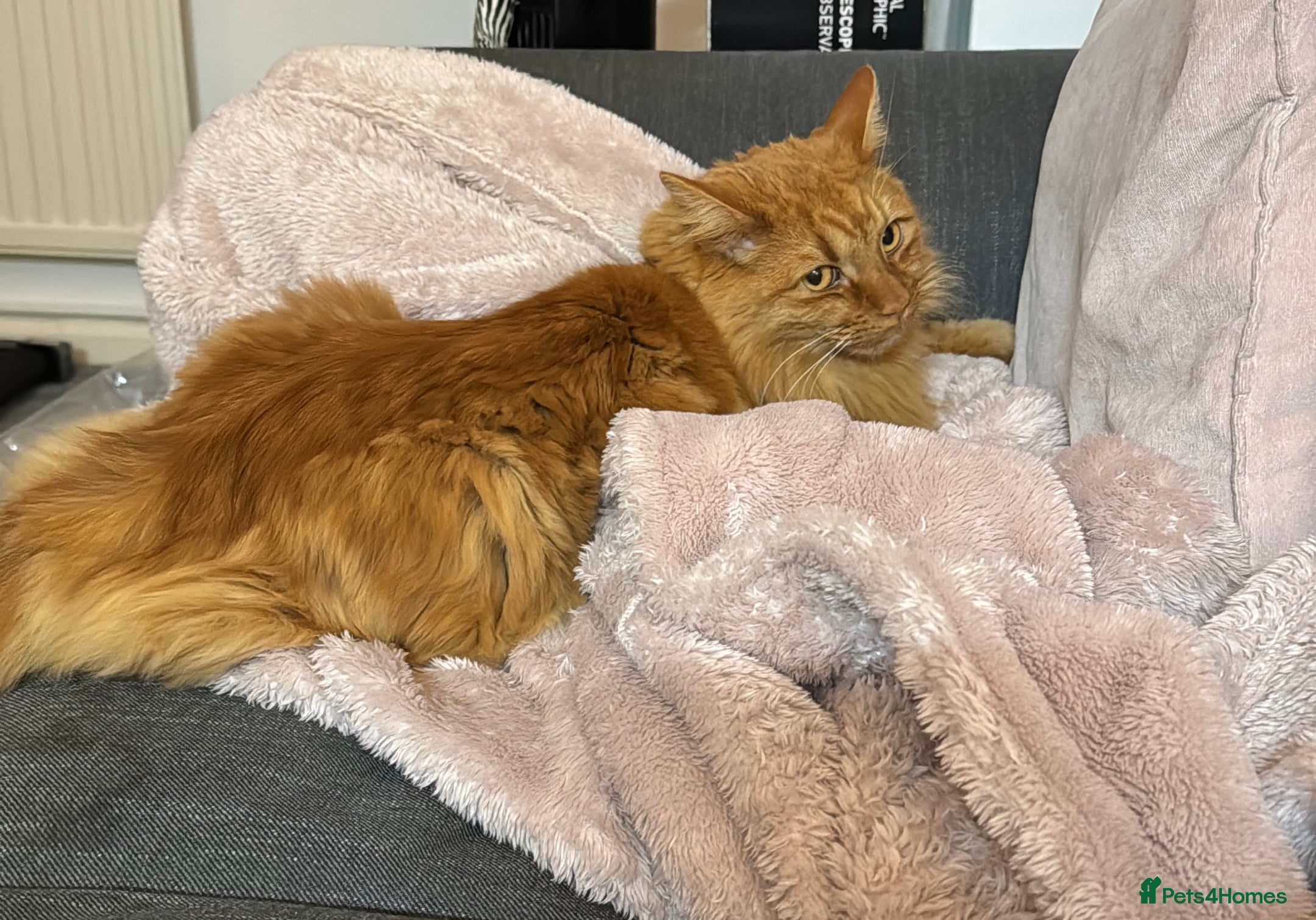 Mixed Breed cats Beautiful boy for rehoming - Advert 1