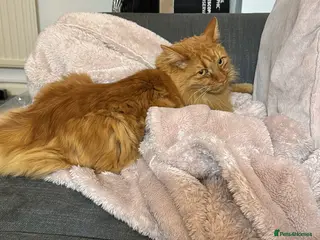 Mixed Breed cats Beautiful boy for rehoming - Advert 1