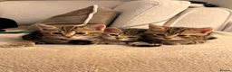 Mixed Breed cats for sale: Beautiful Tabby Kittens - Advert 6