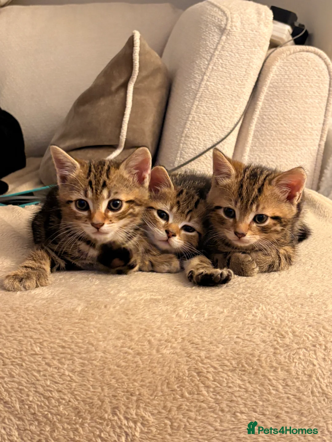 Mixed Breed cats for sale: Beautiful Tabby Kittens - Advert 6