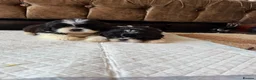 Shih Tzu dogs for sale: 5 beautiful Shih Tzu pups - Advert 4
