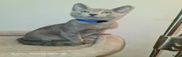 Russian Blue cats for sale: Beautiful Russian Blue Kittens  - Advert 8