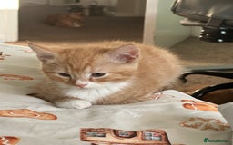 Domestic Shorthair cats for sale: 5 boy kittens for sale - Image 10